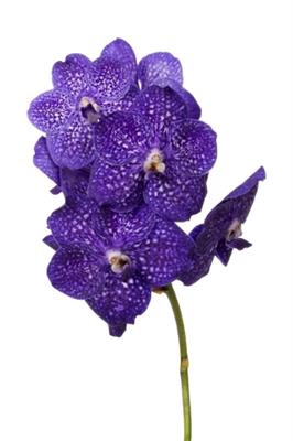 <h4>VANDA NI TWEED BLUE</h4>