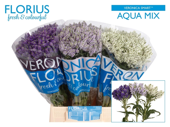 <h4>VERON SMART AQUA GEM</h4>