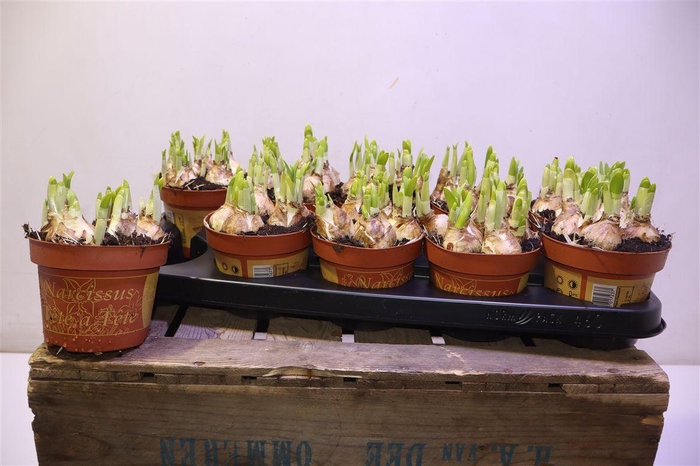 <h4>Narc O Tete A Tete</h4>