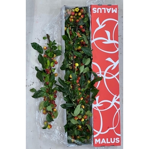 MALUS GORGEOUS