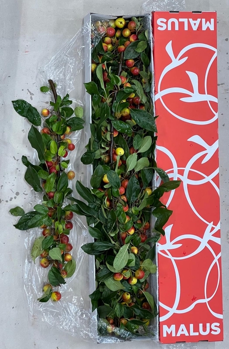 <h4>MALUS GORGEOUS</h4>