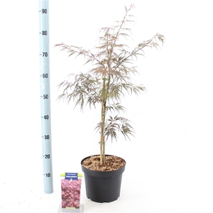 Acer pal. 'Inabe Shidare'