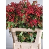 Viburnum Op Compactum