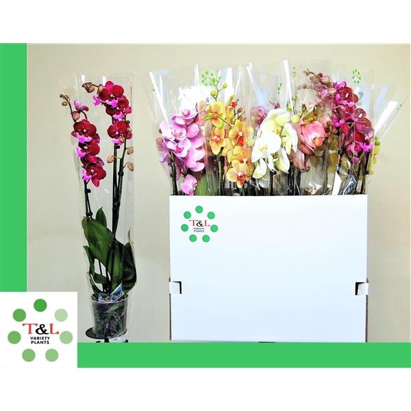 <h4>3 Tak Mix 7 Kleur</h4>