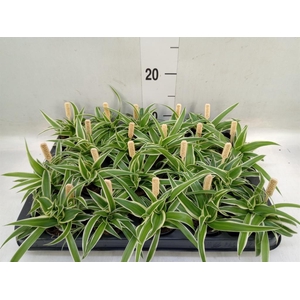 Chlorophytum com. 'Ocean'