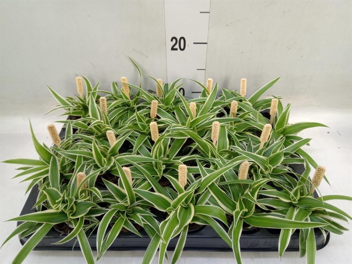 <h4>Chlorophytum com. 'Ocean'</h4>