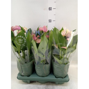 Anthurium  'Joli Duo'  ..mix in pot