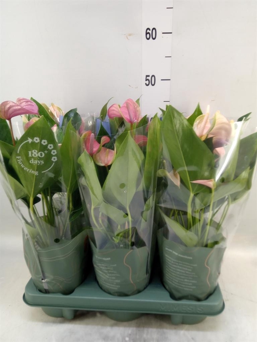 <h4>Anthurium  'Joli Duo'  ..mix in pot</h4>
