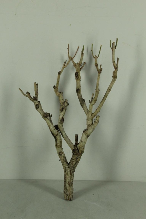 <h4>Seringenhout</h4>