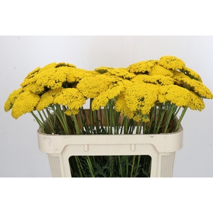 Achillea Parker Yellow