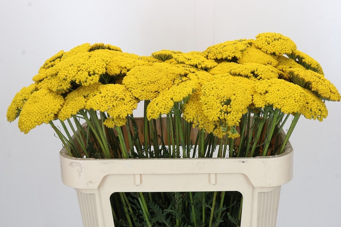 <h4>Achillea Parker Yellow</h4>