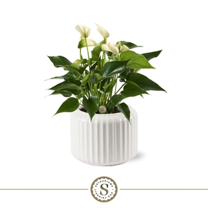Bologna Keramiek White - White