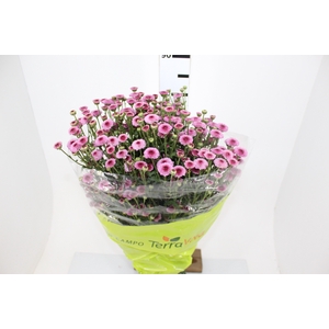 CRISANTEMO CALIMERO PINK 080 CM