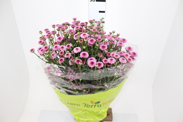 CRISANTEMO CALIMERO PINK 080 CM