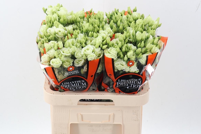 <h4>Eus G Rosi Green</h4>