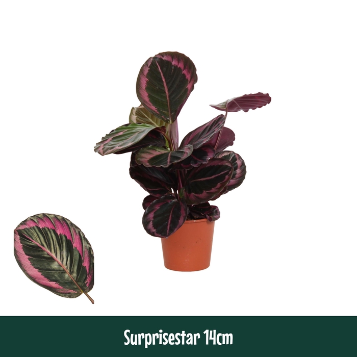 <h4>Calathea 14cm Surprisestar - Living</h4>