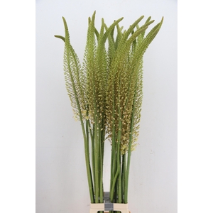 EREMURUS RUITER