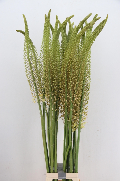 <h4>EREMURUS RUITER</h4>