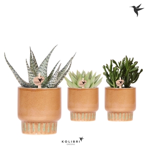 Kolibri Greens Succulenten mix in Bold pot cognac