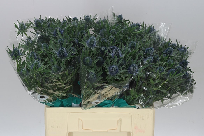 <h4>Eryngium Aqua</h4>