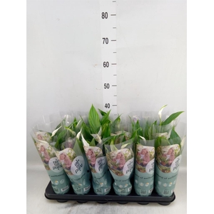 Spathiphyllum  'Pearl Cupido'