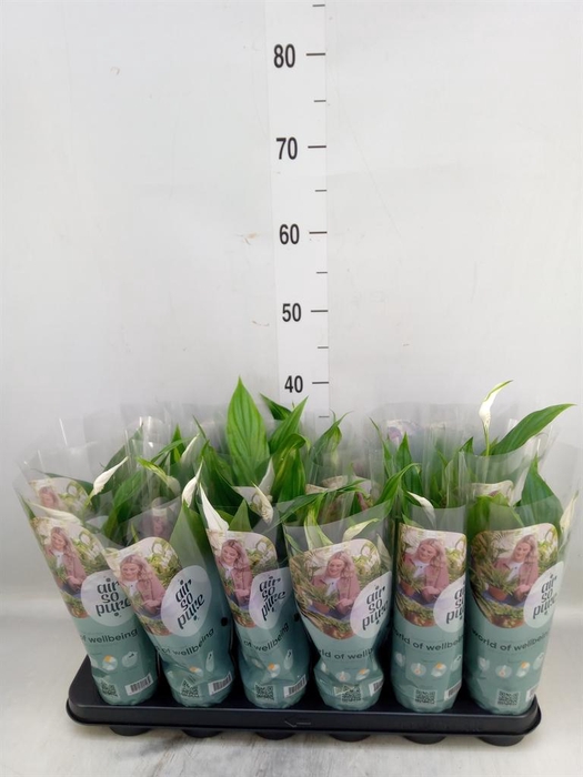 <h4>Spathiphyllum  'Pearl Cupido'</h4>