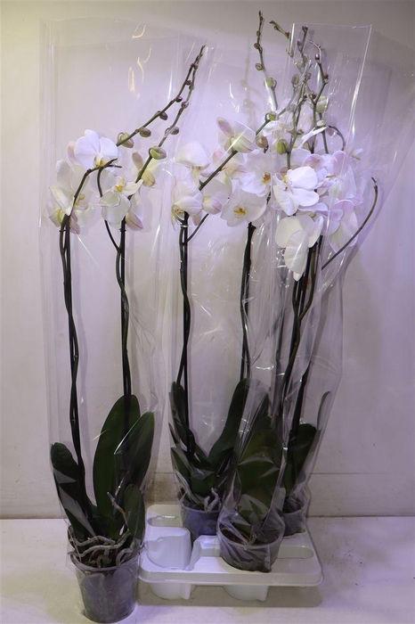 <h4>Phal Ov Wit</h4>