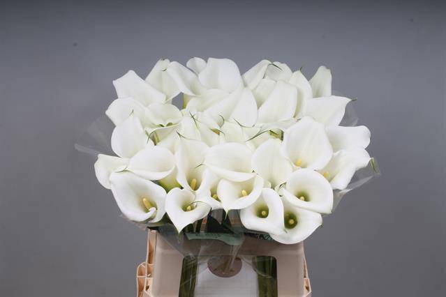 <h4>ZANT WHITE ART</h4>