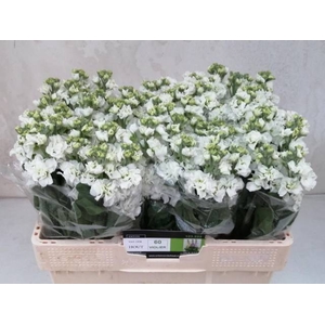MATTH IMPALA WHITE