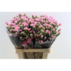 Di Tr Pink Pigeon X10