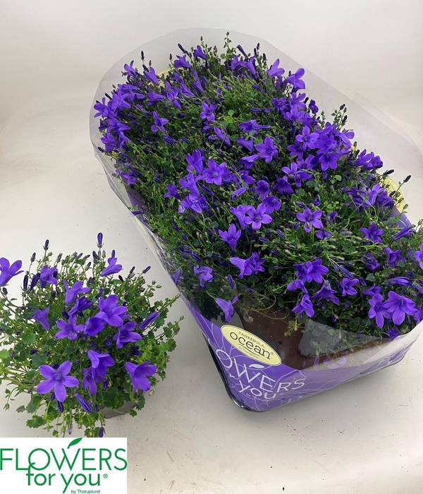 <h4>CAMP POR OCEAN</h4>