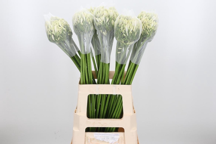 <h4>Agap Gletsjer</h4>