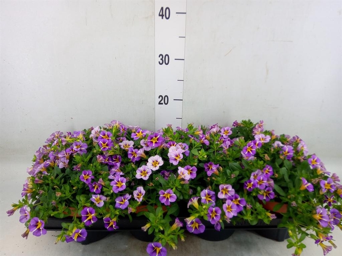 <h4>Calibrachoa  'Rave Violet'</h4>