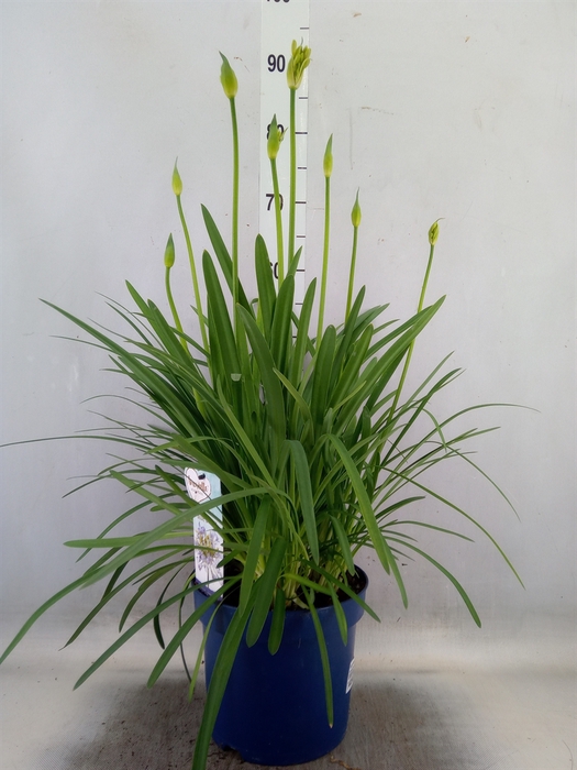 <h4>Agapanthus  'Amourette Blue Blush'</h4>
