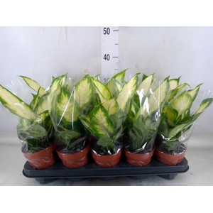 Dieffenbachia  'Camilla'