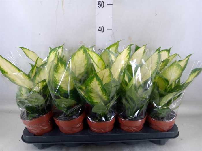 <h4>Dieffenbachia  'Camilla'</h4>