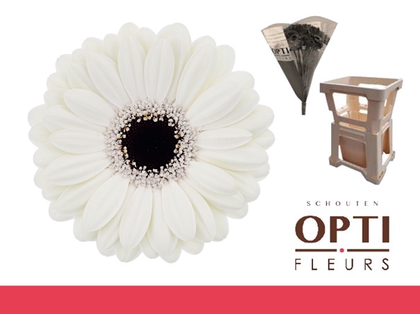 <h4>Germini Olaf Water</h4>