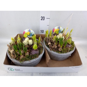 Arr.   Bol/Knolgewas L%