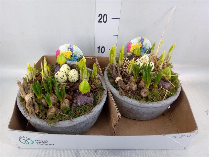 <h4>Arr.   Bol/Knolgewas L%</h4>