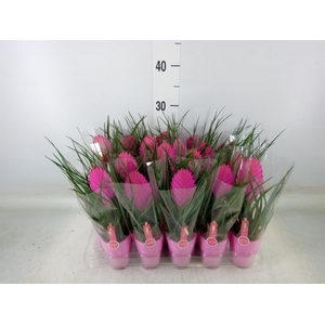 Tillandsia cyanea 'Vincent'