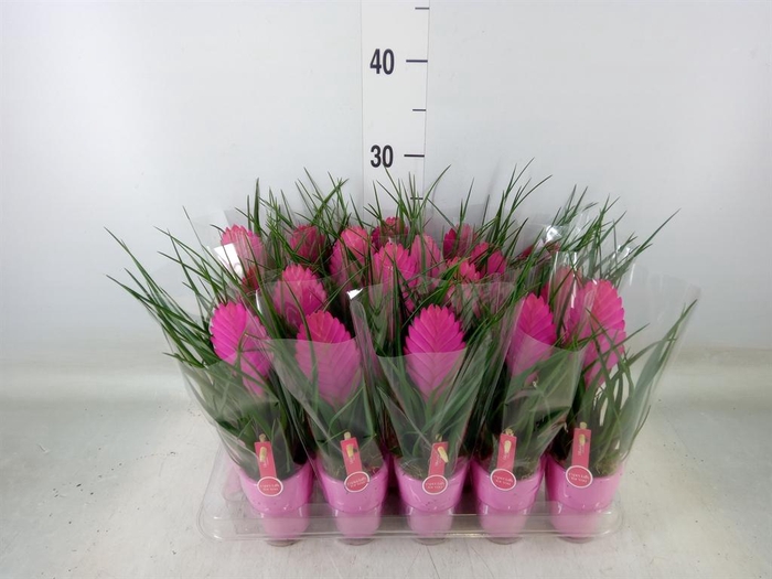 <h4>Tillandsia cyanea 'Vincent'</h4>