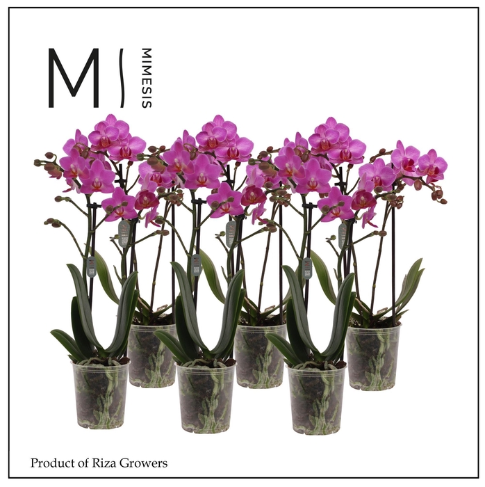 <h4>Phalaenopsis Dark Pink 2 spike - 9cm | Mimesis</h4>