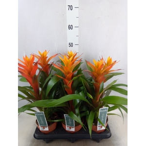 Guzmania  'Variada'