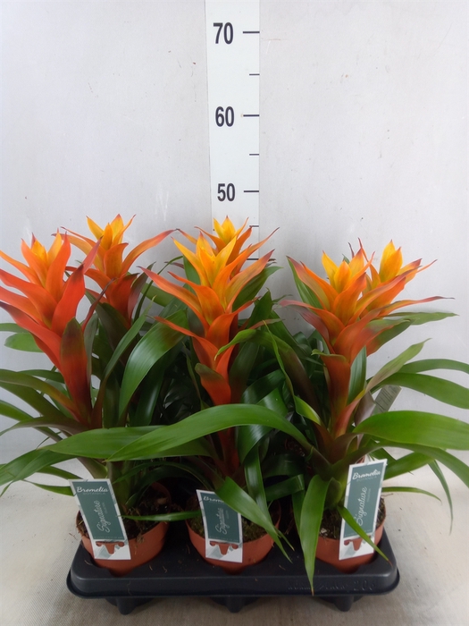 <h4>Guzmania  'Variada'</h4>