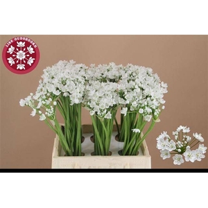 ALLIUM FLOCON