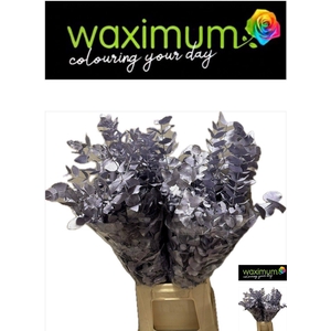 EUC CIN KLB P BOS H%