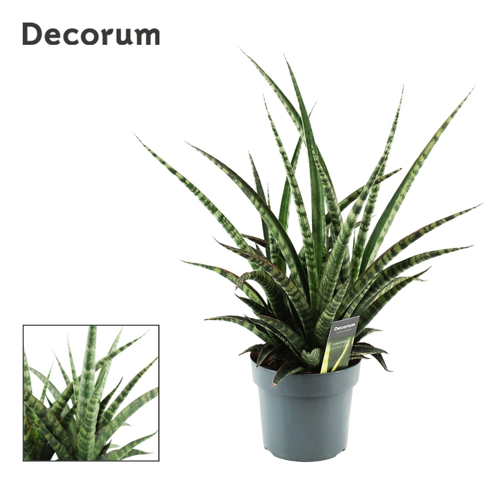 <h4>Sansevieria Tiger Crown 17 cm (Decorum)</h4>