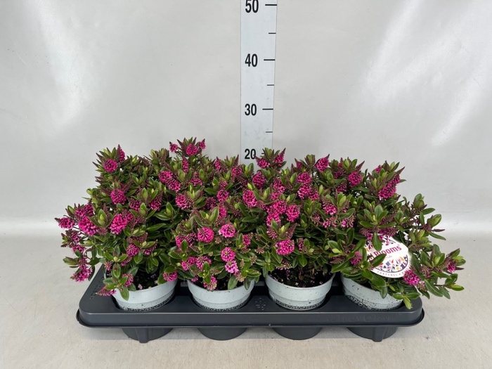 <h4>Hebe  'All Blooms Aloha'</h4>
