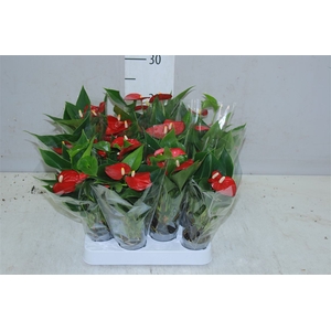 Anth An Rood Mini 2+