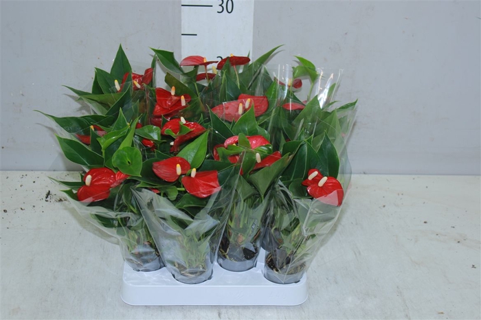 <h4>Anth An Rood Mini 2+</h4>